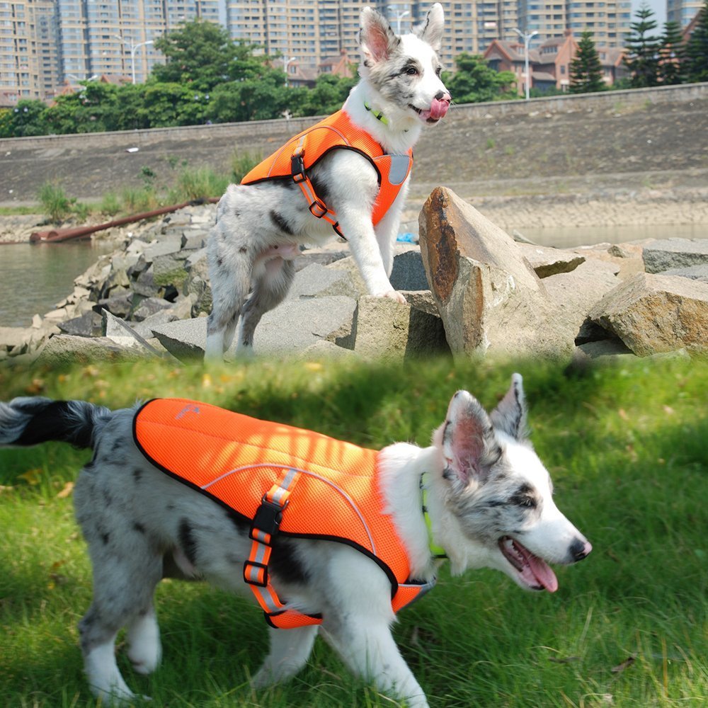 bingpet dog cooling jacket