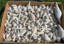 HUNDREDS OF Florida Fossil Gastropods BULK LOT Fasciolaria Strombus Conus etc