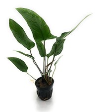 Anubias Hastifolia 2  Pot Live Aquarium Plant  Buy 2 Get 1 Free