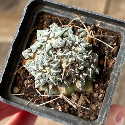 A33-1524 Cactus kotschoubeyanus, VM220, Tula, Tam, grafted