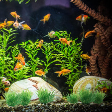 Green Aquarium Plant Ornaments, Artificial Water Plants, Lifelike Plastic Fis...