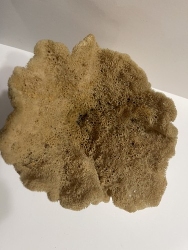 Large Natural Sea Sponge Vase Ocean Sea Marine - Picture 5 of 10