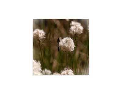 Leinwandbild Wandbild Frühling Natur Wollgras Tier Libelle Makro 40 x 40 cm