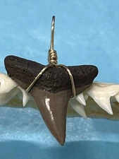 SHARK TOOTH PENDANT. 1 Inch Fossilized LEMON Shark Tooth From Bone Valley Fl 