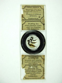 Antique microscope slide by Fred Enock. Legs of a Bee with descriptions.