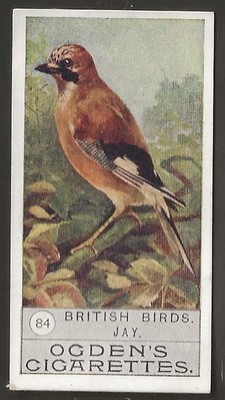 OGDENS-BRITISH BIRDS 1909 (2ND SERIES)-#084- JAY 