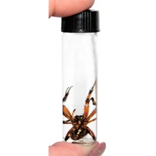 Orb weaver spider wet specimen Arizona USA