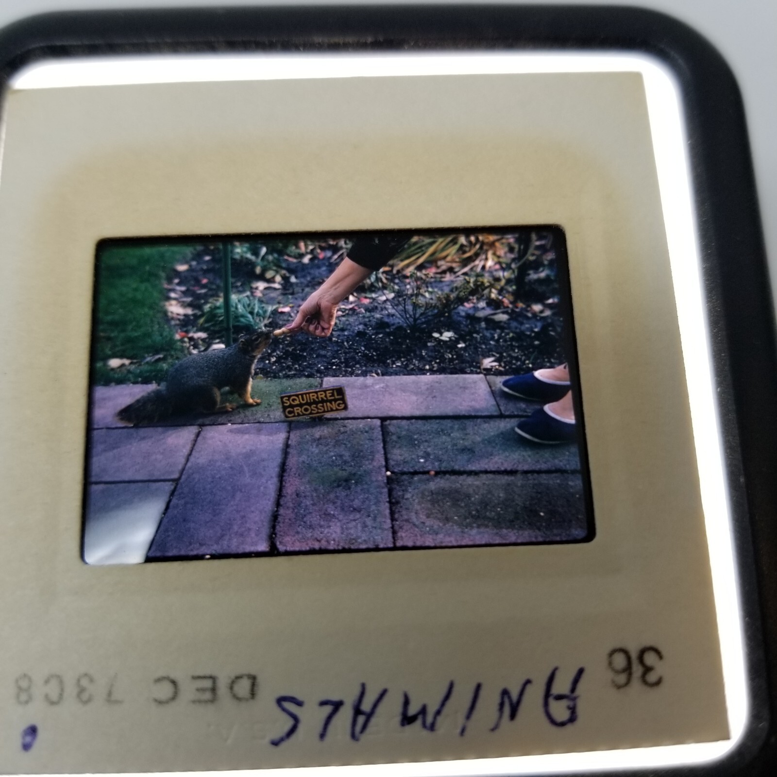 Slides Chicago Suburbs Animals Squirrels Birds Humans 20 Total 1960s and 1970s-image