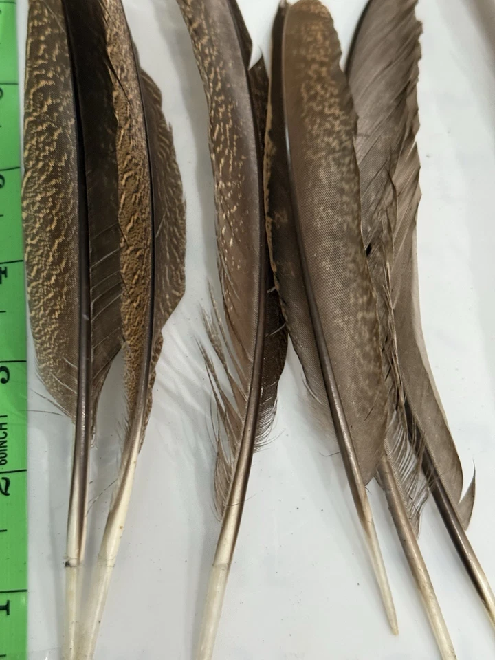 Plumas de faisán plateado 7 piezas plumas decorativas 6-9 pulgadas para sombrero artesanal hágalo usted mismo Foto 4 de 4