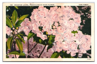 Vintage 1930s - Mountain Laurel Pennsylvania's State Flower Postcard (UnPosted)