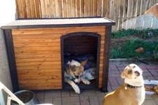 Dog Houses for Medium Dogs Pet Puppy Heavy Duty Solid Wood Outside Waterproof