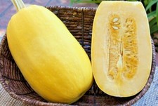 SQUASH WINTER - VEGETABLE SPAGHETTI SEEDS 20 COUNTS - ORGANIC - Non-GMO