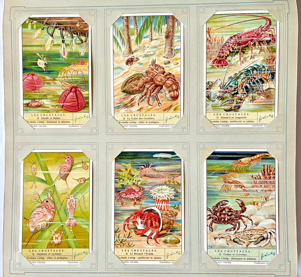 Liebig-Album mit 300 Bildern, 50 Serien selten Chromos Liebigbilder Sammelbilder - Bild 4 von 4