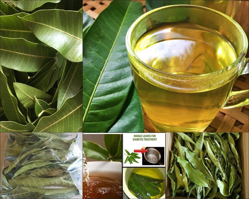 ORGANIC Dried Mango leaves Quality Pure Leaf For Tea 100 leafs / free shiping