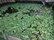 Water Lettuce. Plants For Ponds. I Have Too Much And Want To Get Rid Of Some.