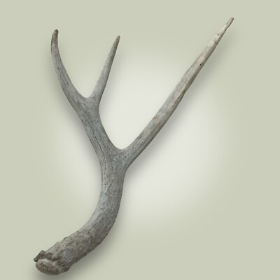 Naturally Shed Mule Deer Antler Single 3 Point Grade C 16'' Long Found in Idaho