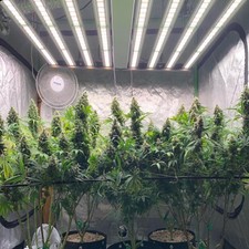 1000W Spider LED Grow Light Full Spectrum CO2 Commercial for Indoor Hydroponics