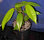 Plinia rara | 1 GALLON — photo 2