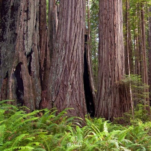Coast Redwood Sequoia sempervirens 20 semillas frescas - Imagen 5 de 8