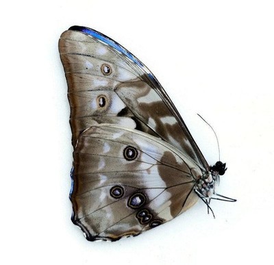 Getrockneter Morpho Cypris Schmetterling: irisierend blaues Exemplar, unmontiert