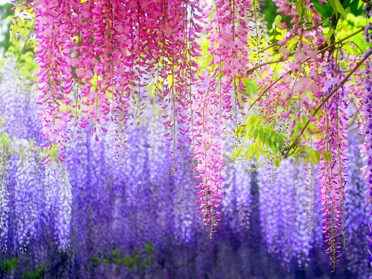 【あうん】Chocolate x Wisteria 1 Pack 10 Purple Chinese Wisteria Seeds Purple Floribunda