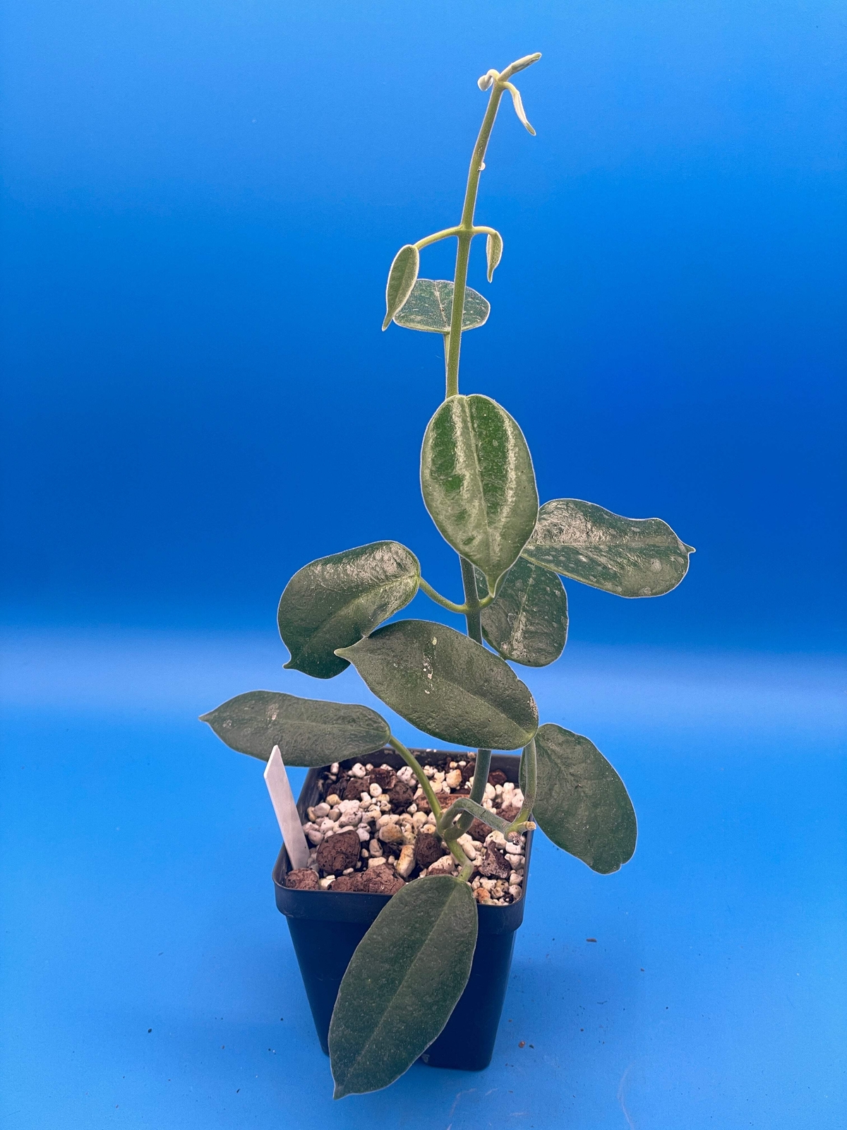 Hoya Ariadna Fully Rooted Grown In 3.5" pot - Eriostemma Ariadna