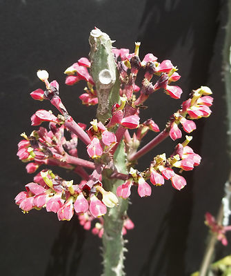 Monadenium magnificum, exotic rare caudex bonsai tanzania