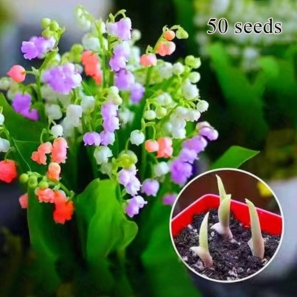再値下げシュタイフ　Lily of the Valley Lily of the Valley Seeds Garden Plants Flower Seeds Blooming