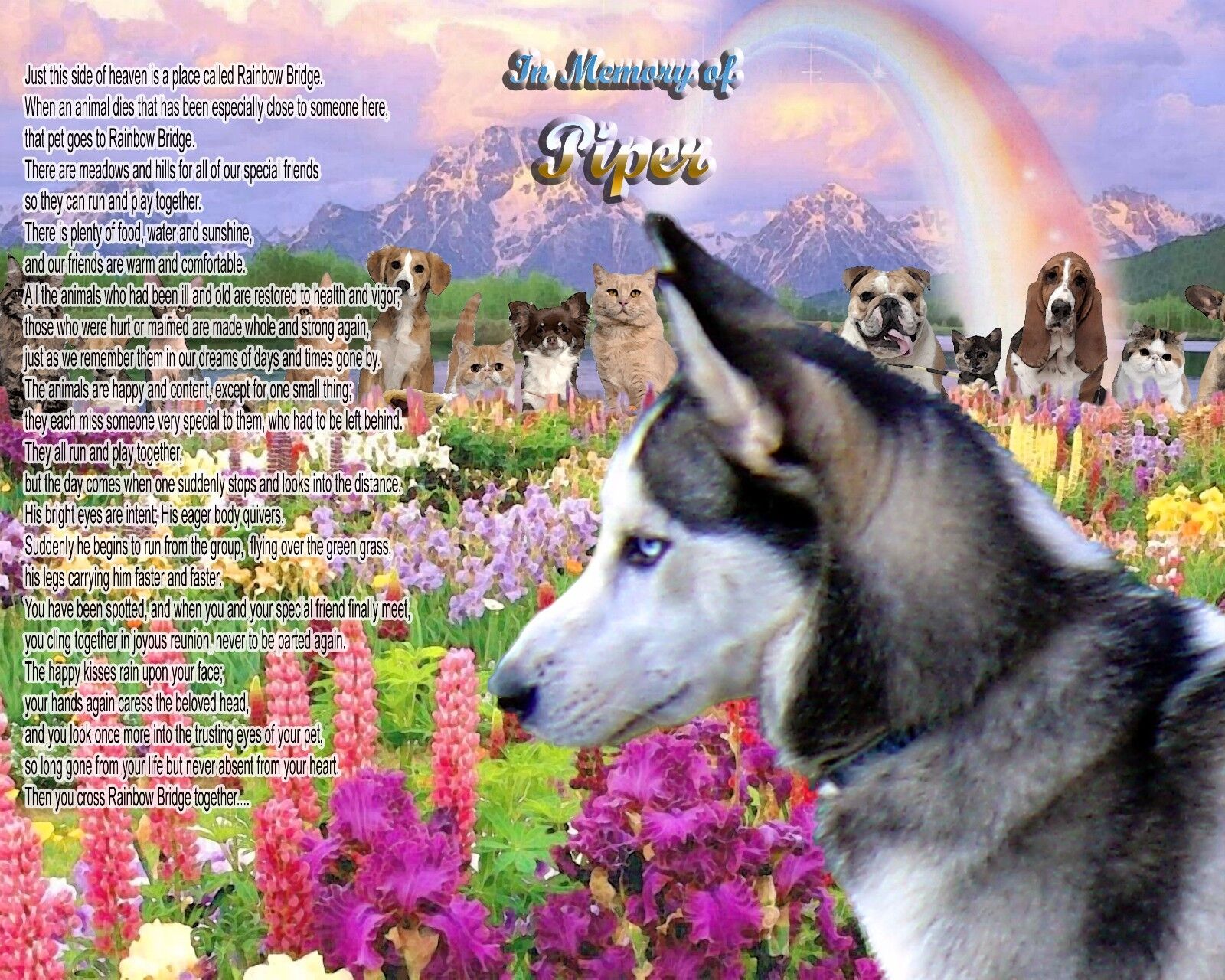 Siberian Husky Memorial Picture-Rainbow Bridge Poem Personalized w/Pet's Name