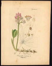 Rare Antique Botanical Print-MENYANTHES TRIFOLIATA-BOG BEAN-Artus-Kirchner-1848
