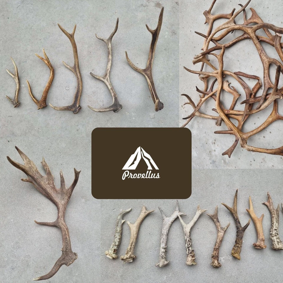 PROVELLUS Fresh Wild Antlers Roe Deer Fallow Deer Reindeer Red Deer Antler Chew Bone S-XXL