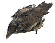 Halloween Black Crow Bird Realistic Decoration Prop