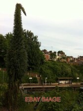 FOTO LA TORRE DE LAS JOYAS ECHIUM PININANA COMÚNMENTE CONOCIDA COMO LA TORRE DE LAS JOYAS