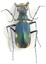Carabidae, Cicindelinae Cicindela lacteola brodskii E Kazakhstan GREEN