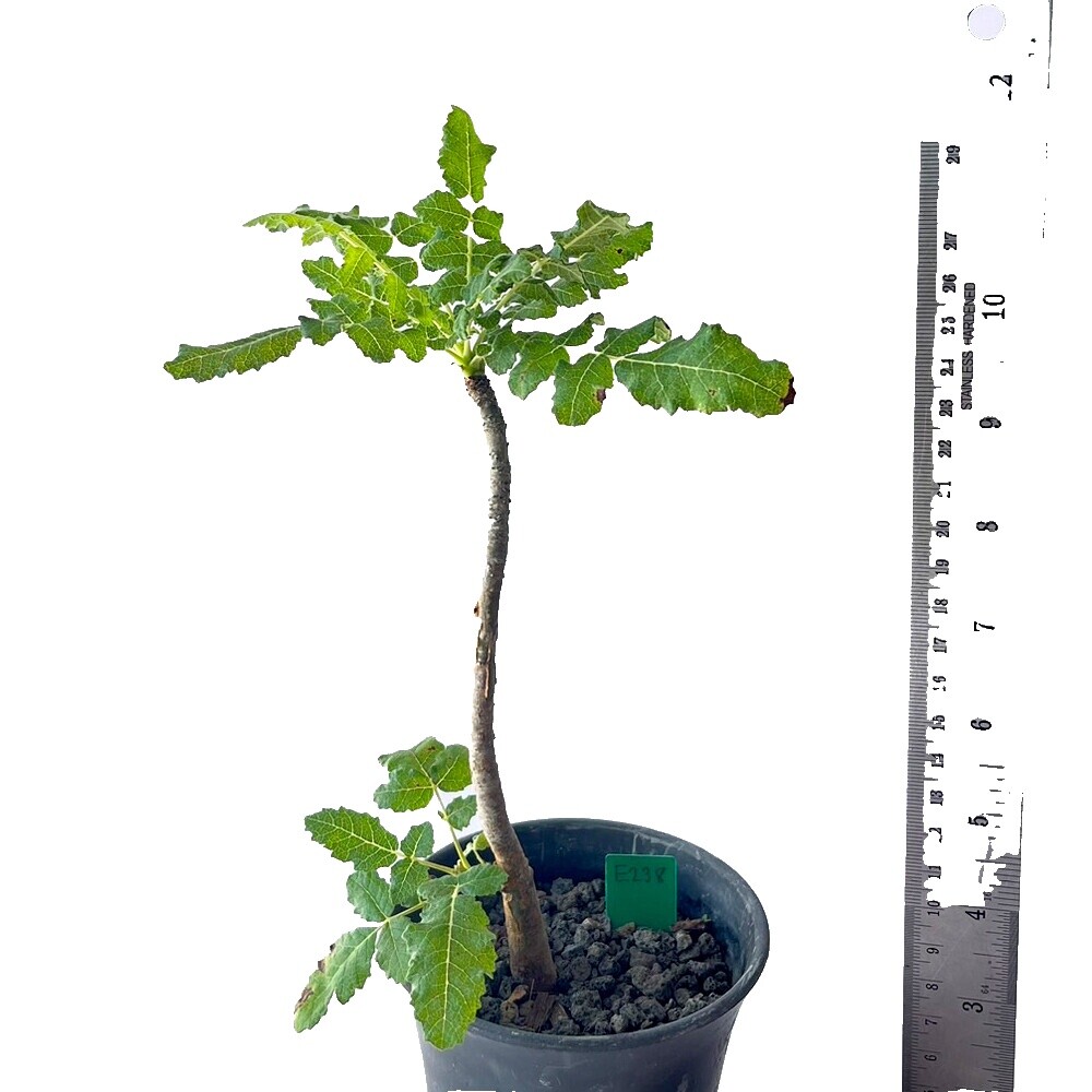 ボスウェリア　ポポビアナ Boswellia Nana | eBay