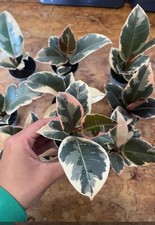 Rubber Plant ( Ficus Elastica -Belize)