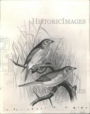 1969 Press Photo Cordon Bleu Birds - RRV33929