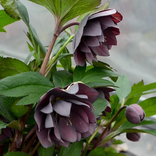 Hellebore Dashing Groomsmen Perennial Rare Lenten Rose. Shipped trimmed