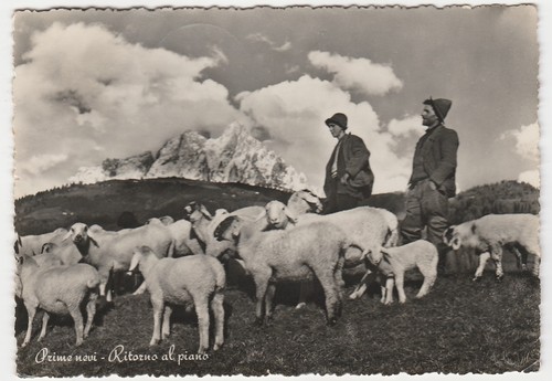 PRIME NEVI - RITORNO AL PIANO - GREGGE - PECORE - VIAGG. 1954 -25454-