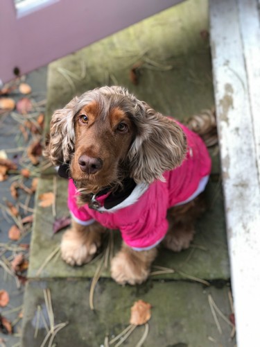 Petlife Dog Coat Jacket Pet Showerproof Puppy Outdoor Warm Winter Padded - Picture 9 of 68