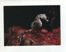 Large Vintage Post Card - Potbelly Seahorse - Shedd Aquarium - Chicago, Illinois