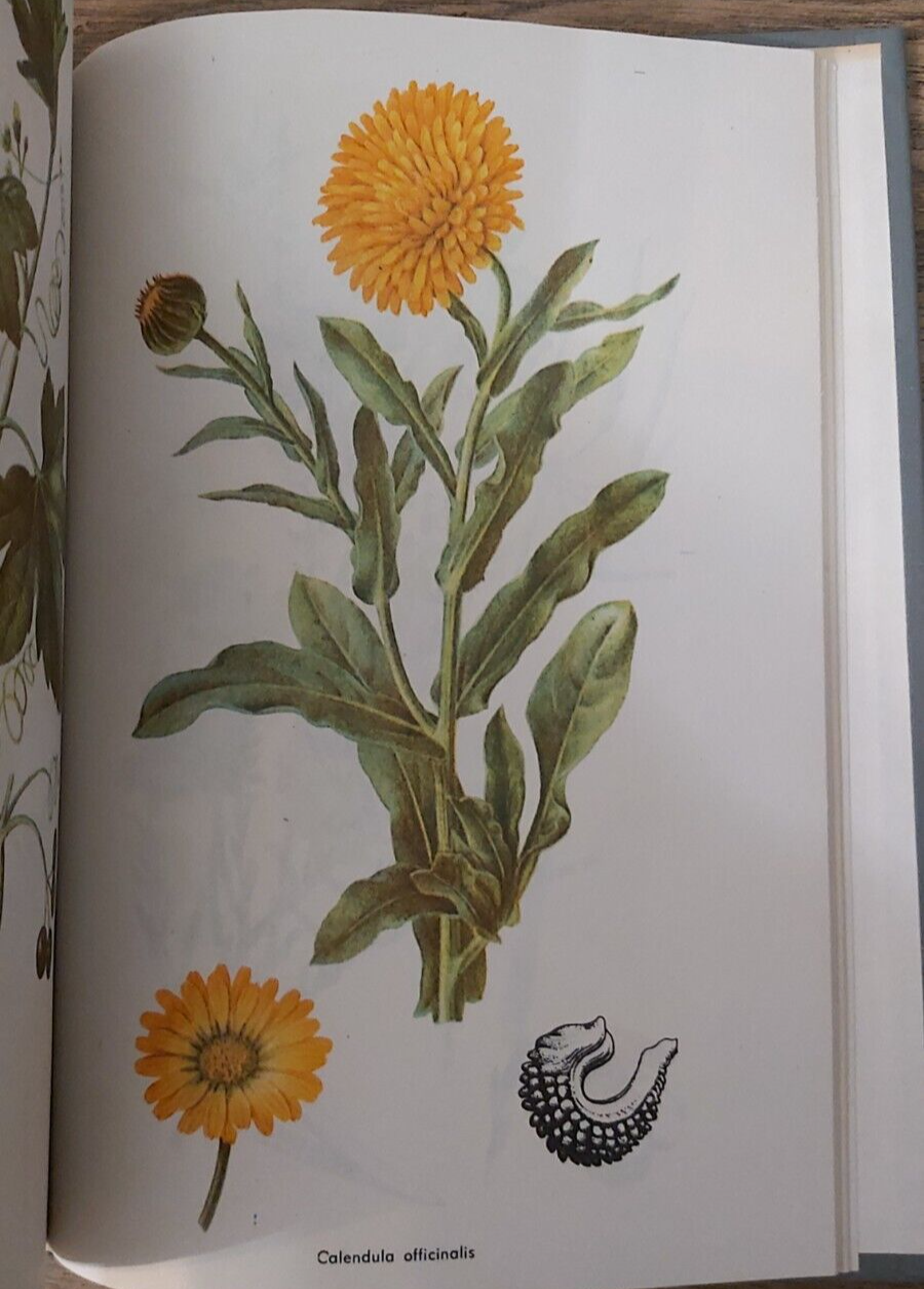Picture 4 of 5