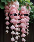 30 Seeds Light Pink Weeping Begonia Flowers Beautiful Hanging Basket Plant
