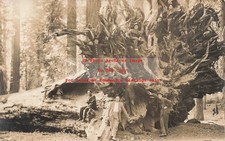 CA, Kings Canyon National Park, California, RPPC, Fallen Manarch, Photo
