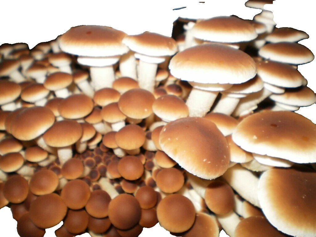 Neutral Mushrooms, Spawns & Kits