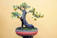 10 Persimmon Bonsai Tree Seeds - Made in USA, Ships from Iowa - Popular Outdoor