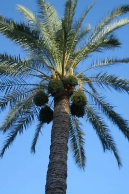 SEEDVILLE USA 10 CANARY ISLAND Date PALM Phoenix Canariensis Tree Seeds