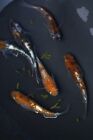 Kougyoku Japanese Rice Fish Eggs aka. Medaka 30+ Eggs. Japan Killifish