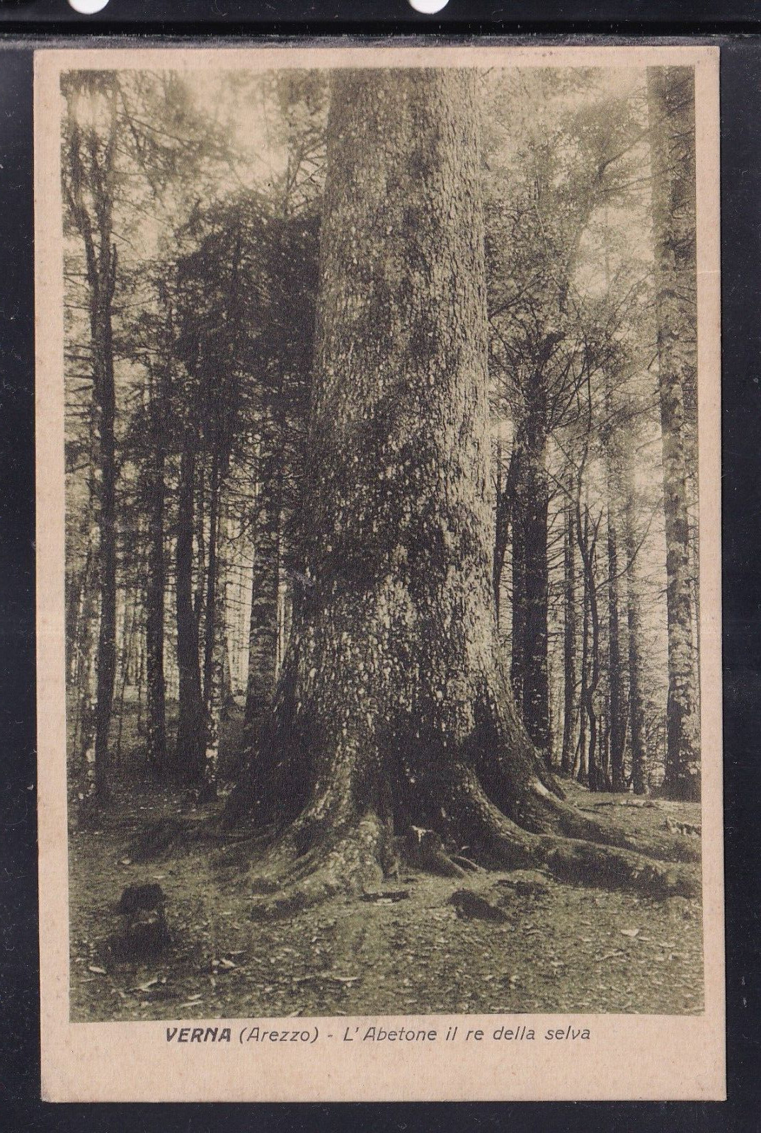 Cartolina Verna Arezzo L'Abetone il Re della Selva IF343