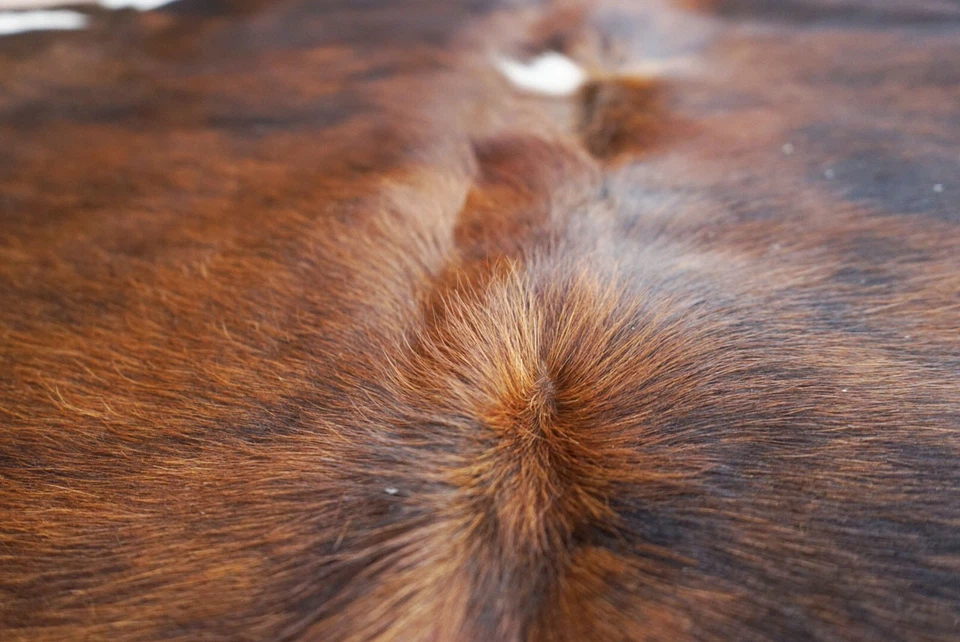 Alfombra de cuero de vaca Brindle Rodeo pelo en alfombra de cuero auténtico tamaño aprox 6x7 pies Foto 3 de 4